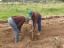 Plantação e semeação das culturas (2)